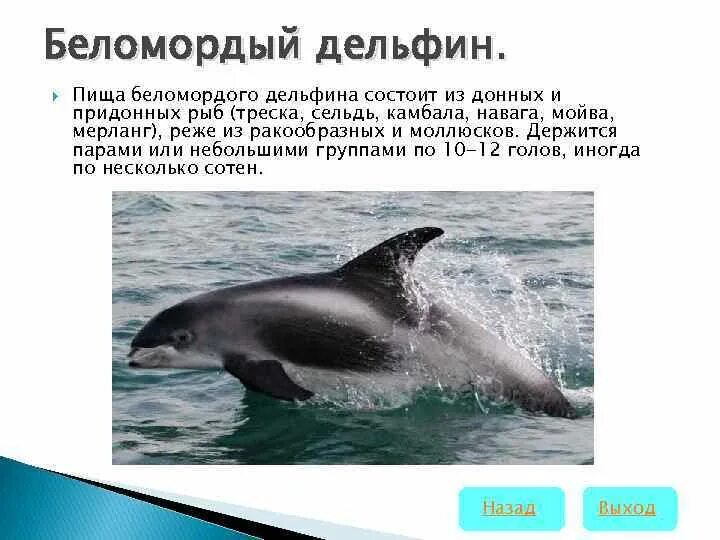 Дельфин обыкновенный,размножение и развитие,питание,иология