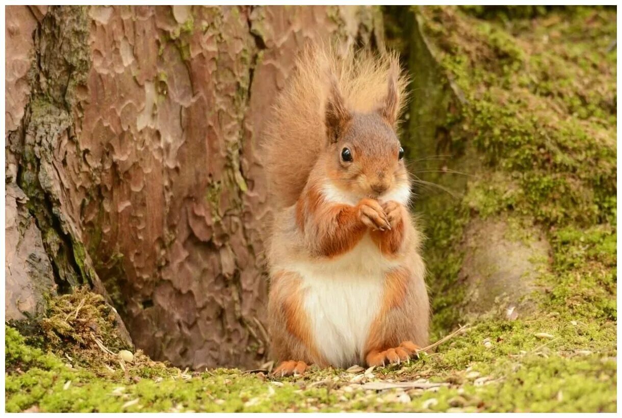 белочки нижний. белочка ксюша. желтогорлая белка. раменский городской парк белки.