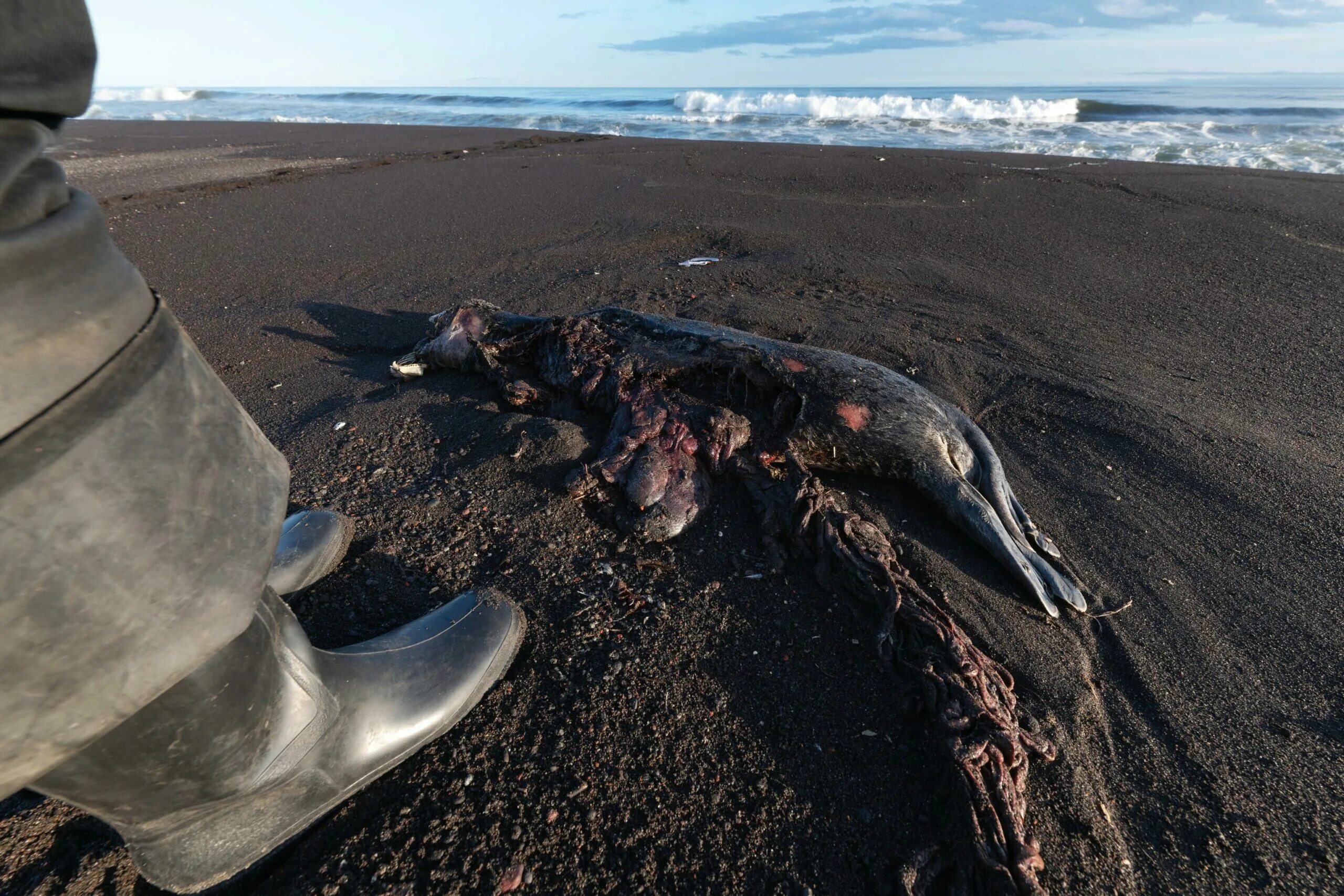 В воде гибнут. Халактырский пляж Камчатка гибель животных. Катастрофа на Камчатке 2020. Халактырский пляж Камчатка катастрофа. Бухта Авачинская Камчатка экологическая катастрофа.