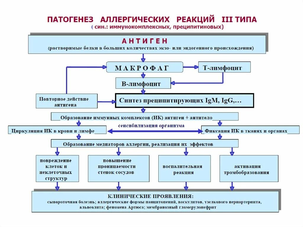 Схема аллергической реакции 3 типа. Аллергия 3 типа схема. Механизм развития аллергической реакции 3 типа. Патогенез аллергических реакций 3 типа. Для аллергических реакций характерно