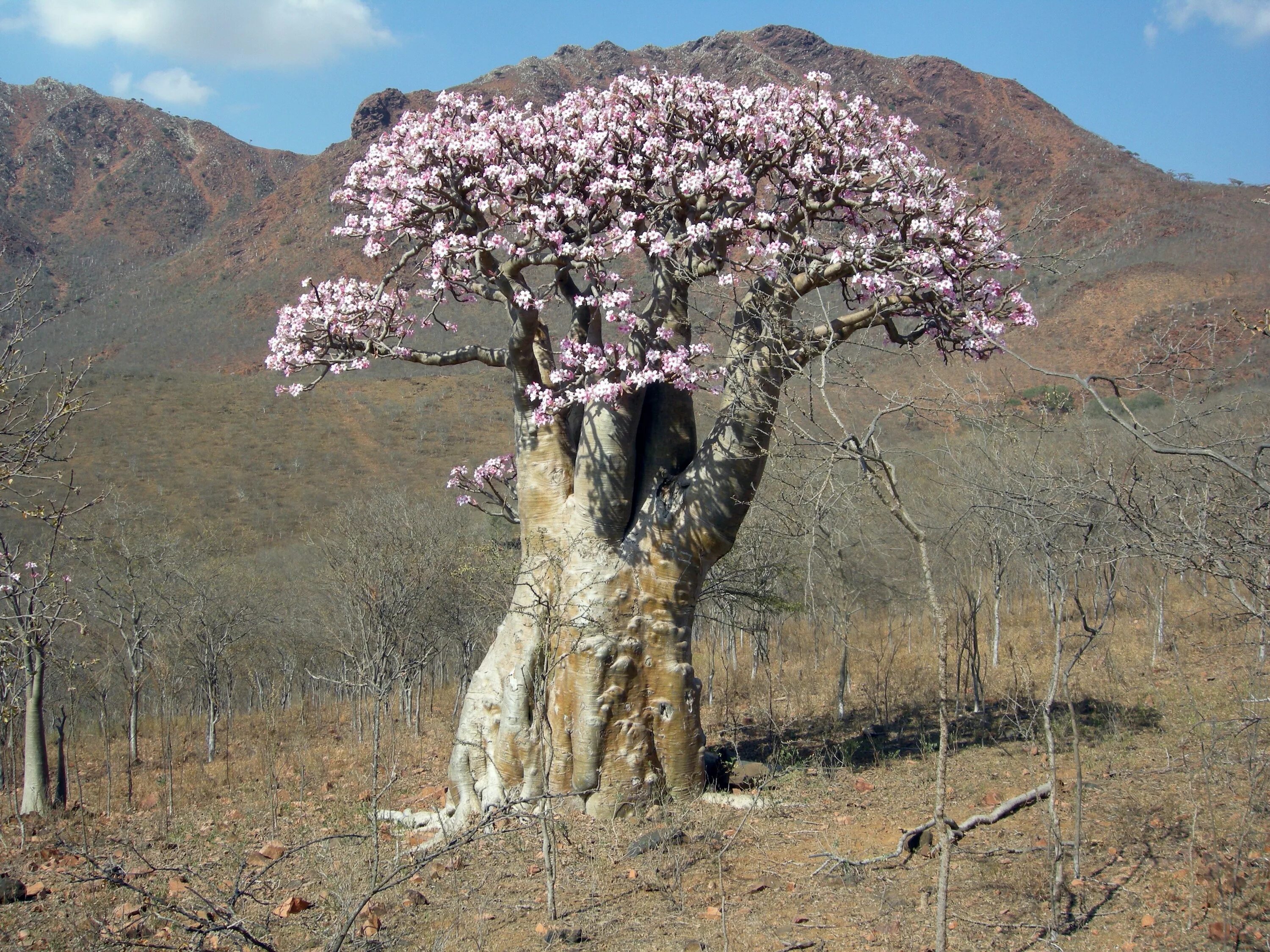 Плоды розового дерева. Баобабы на Сокотре. «Адениум тучный Сокотра. Баобаб цветет.
