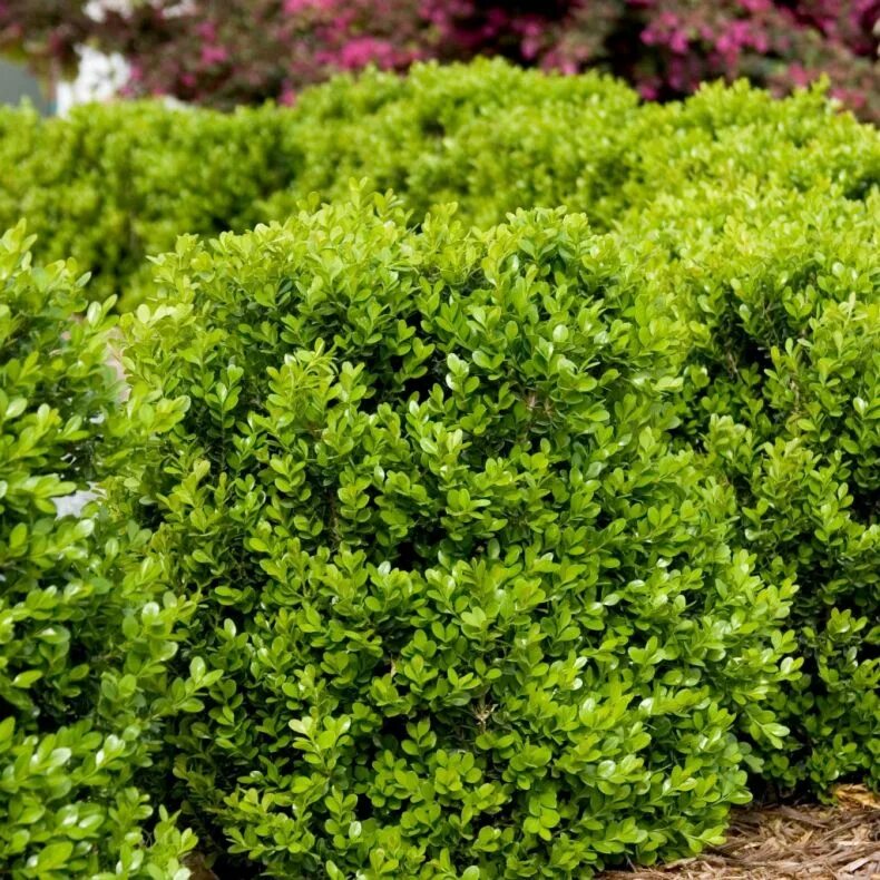 Вечнозеленый кустарник самшит. Buxus sempervirens изгородь. Самшит буксус семпервиренс. Самшит буксус вечнозеленый. Buxus sempervirens самшит.