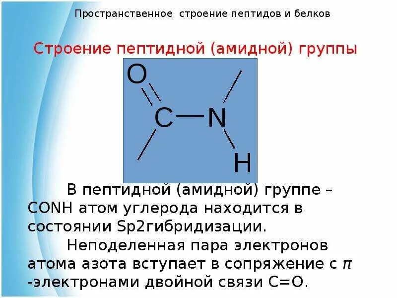 Пептиды. Пространственное строение пептидной группы.. Пептидная амидная группа. Электронное строение пептидной группы первичная структура. Строение амидной группы. Пептидная группа атомов