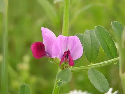 Plant wiki