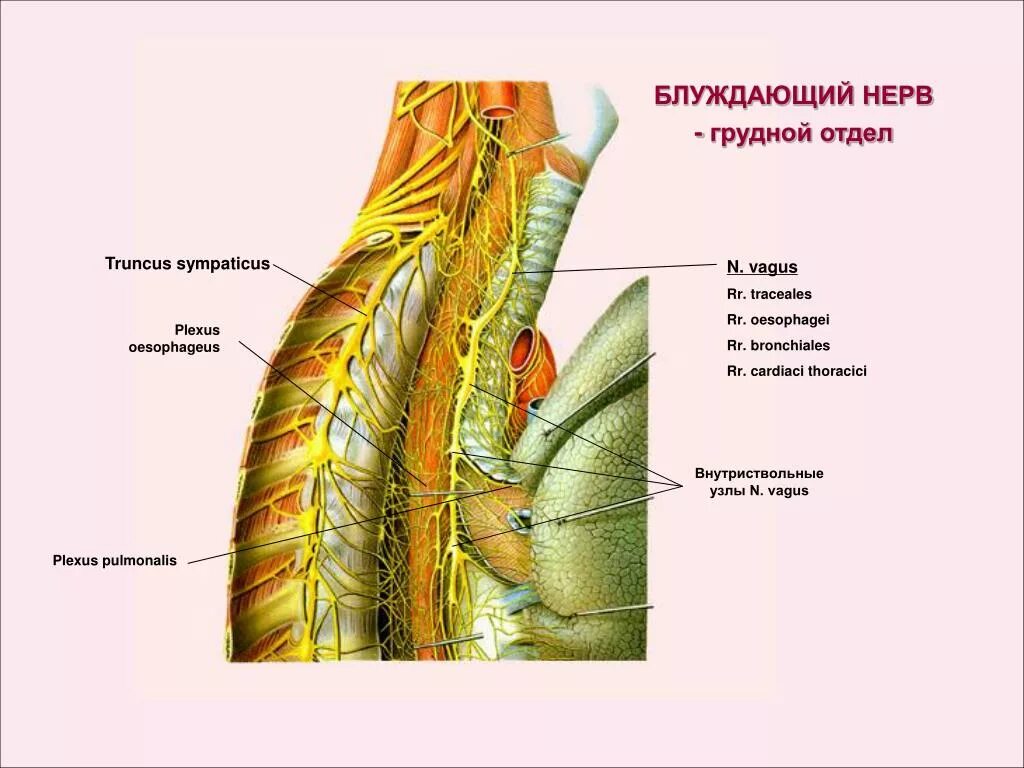 Ветви грудного отдела блуждающего нерва. Блуждающий нерв грудной отдел ветви. Нервы грудного отдела блуждающего нерва. N.Vagus анатомия топографическая.