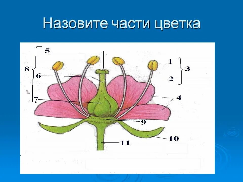 Строение цветка. Строение и разнообразие цветов. Схема строения цветка. Строение цветка без подписей.