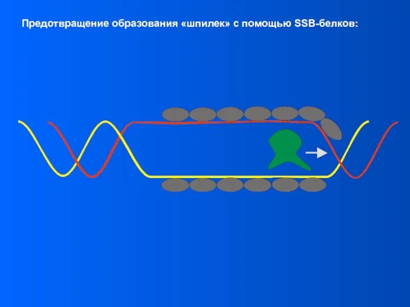 Элонгация репликации. Элонгация ДНК. Элонгация репликации биохимия. Элонгация репликации ДНК.