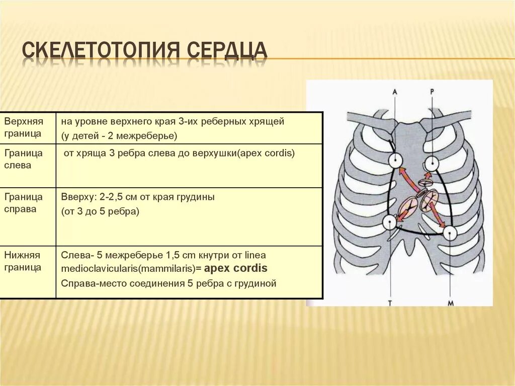 Топография сердца скелетотопия. Скелетотопия и синтопия сердца. Топография межреберных промежутков. Границы сердца скелетотопия. Клапаны сердца на грудной клетке