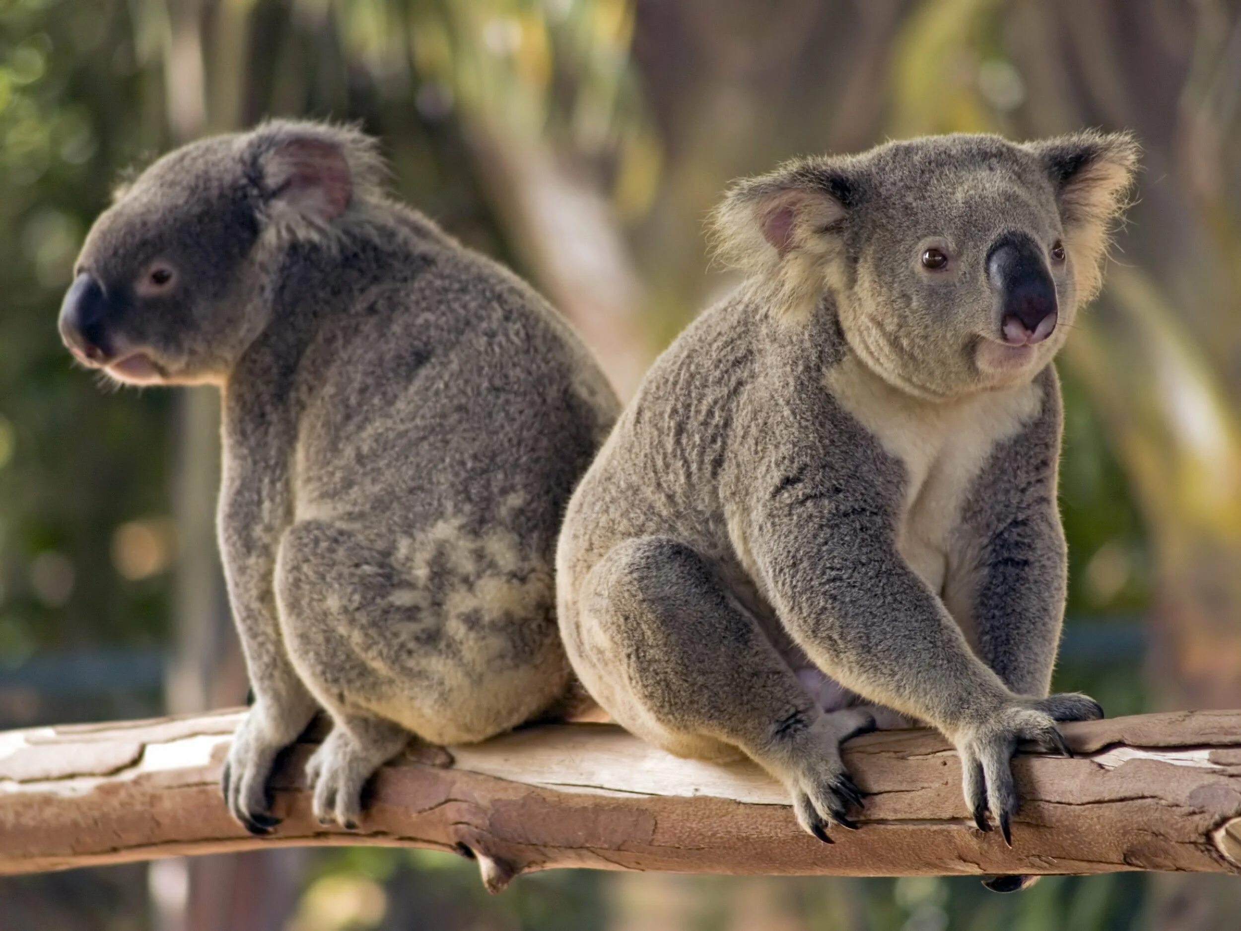 Сумчатое животное название. Коала сумчатое. Сумчатые млекопитающие коала. Тасмания коала. Коала двурезцовые сумчатые.