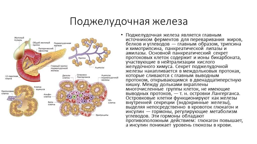 Панкреатический сок печени. Клетки поджелудочной железы вырабатывающие ферменты. Протоковые клетки поджелудочной железы. Ферменты внешней секреции поджелудочной железы. Поджелудочная железа строение функции ферменты.