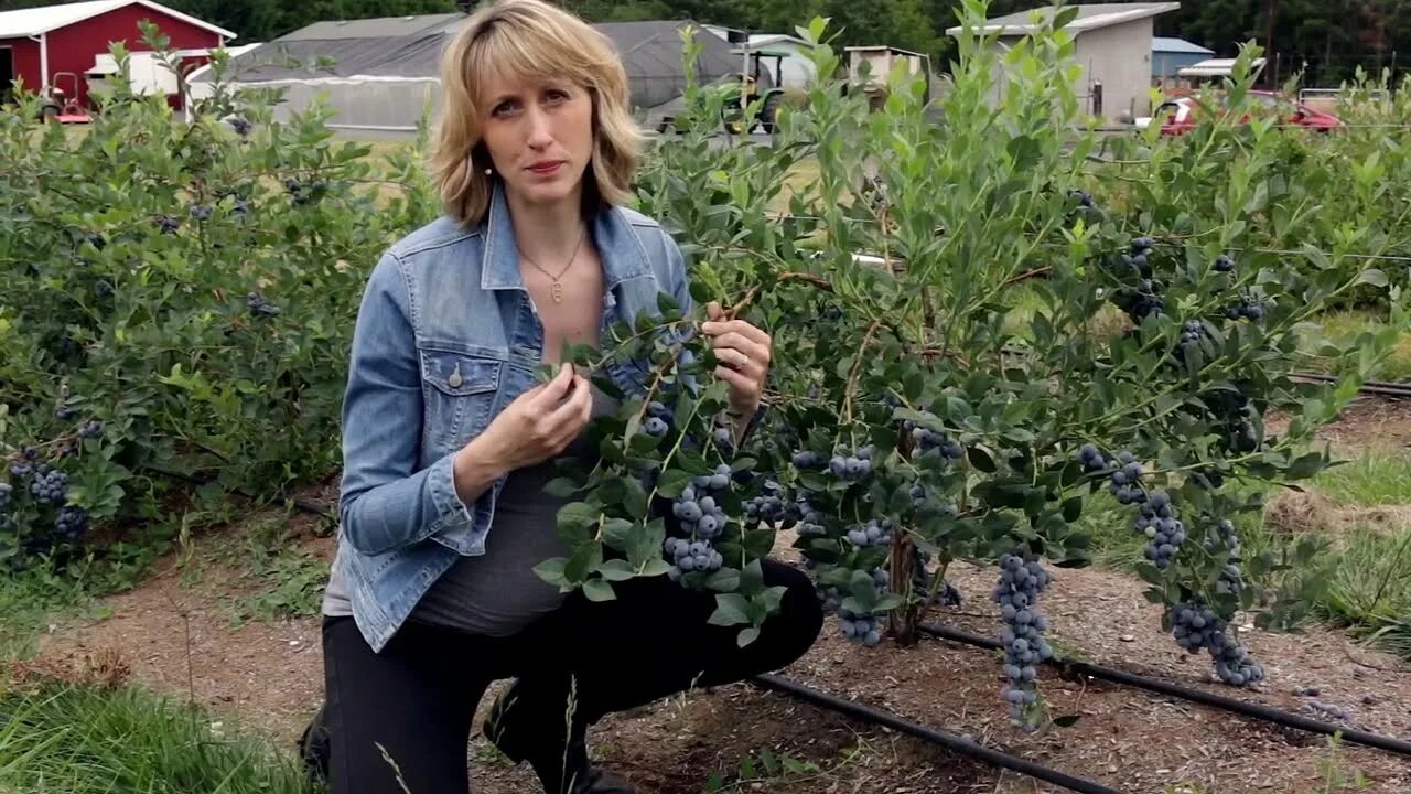 Посадка в черноземье. Голубика высокорослая куст. Голубика высокорослая Нельсон. Голубика высокорослая Эллиот куст. Голубика высокорослая Либерти.