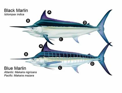 Marlin перевод