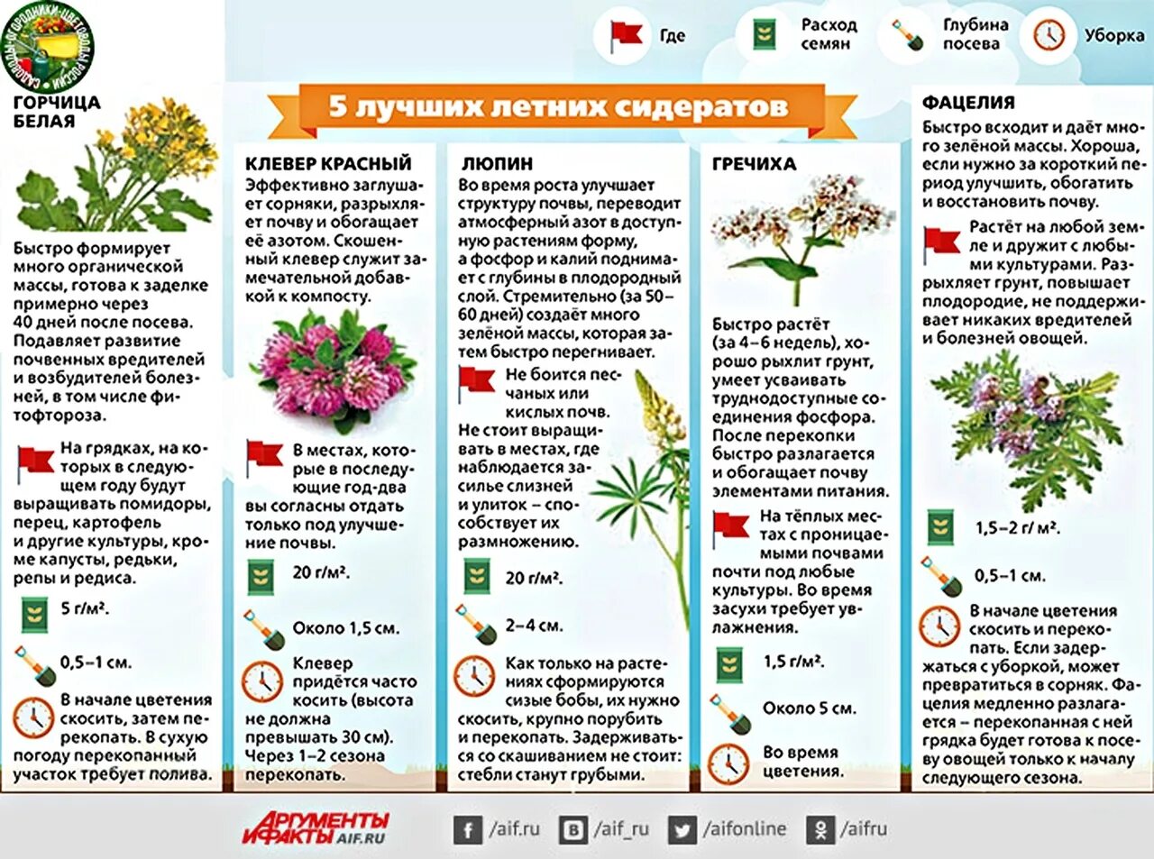 Можно ли в период цветения. Таблица сидератов для овощных культур. Сроки посева сидератов таблица. Сидераты для огорода таблица. Полезные растения-сидераты.