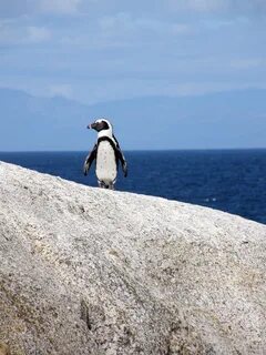 Пингвин в черном море