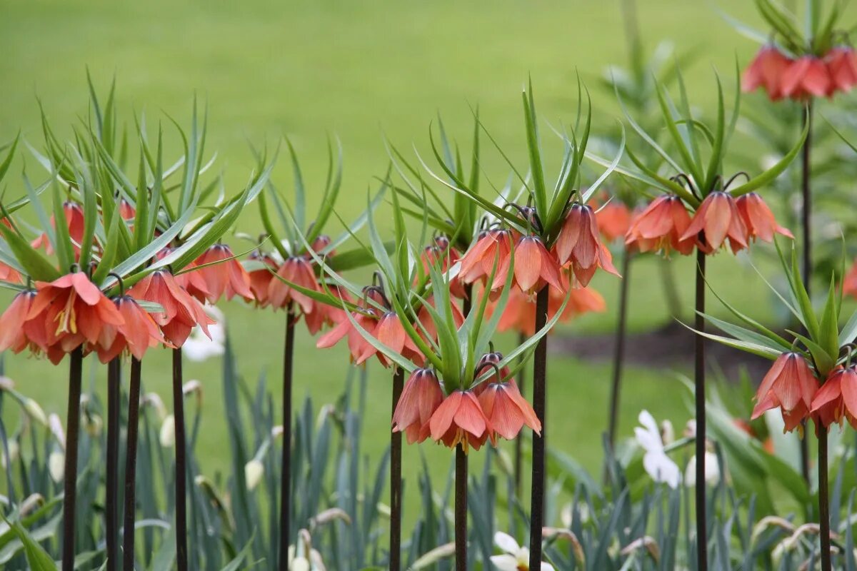 Рябчик Императорский (фритиллярия). Рябчик Императорский - Fritillaria Imperialis. Рябчик Императорский Рубра. Фритиллярия Рубра. Трава красиво пестрела распустившимися недавно цветами