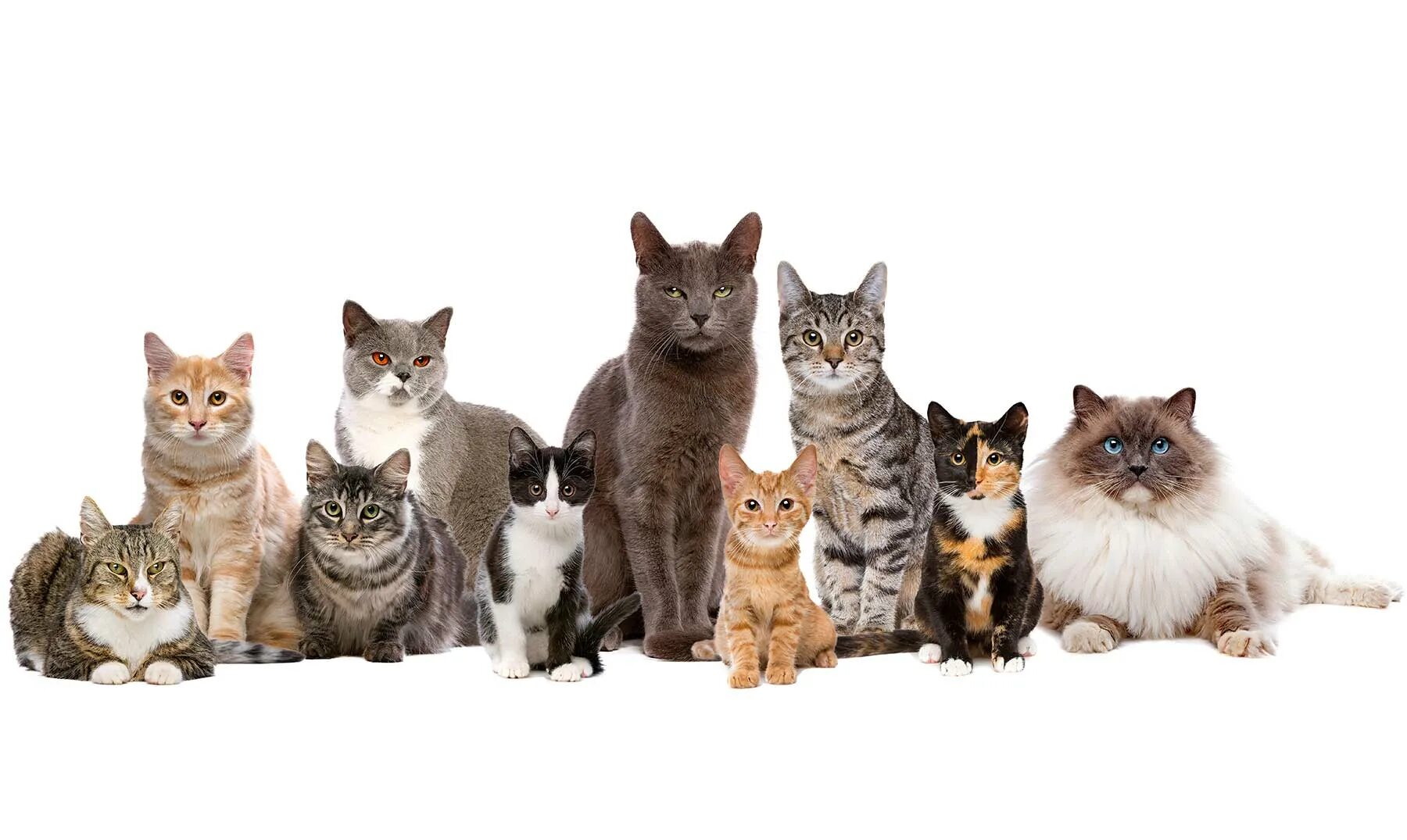 Котики в ряд. Кошка. котики. котики смешные. много кошек картинка для детей.
