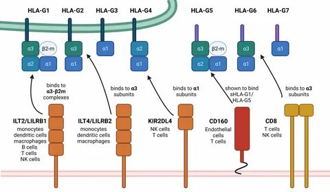 Frontiers Role of HLA-G in Viral Infections.