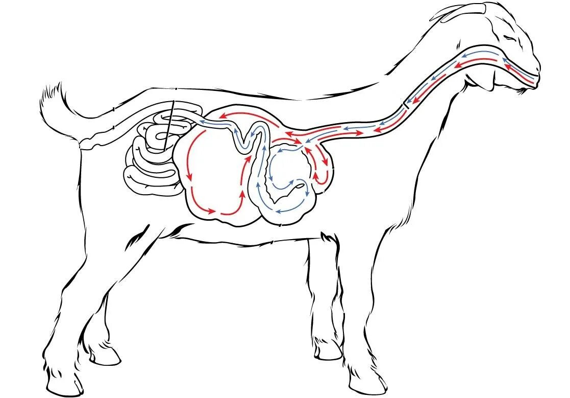 Желудок ягнят. Пищеварительная система козы. Пищеварительная система жвачных коз. Система пищеварения у коз. Пищеварительный тракт козы.