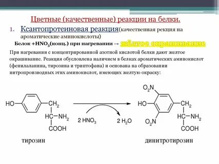 Тирозин биологическая роль