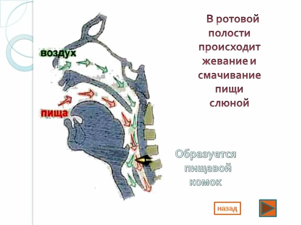 Пищеварение в ротовой полости 8 класс. Пищеварение в ротовой полости жевание. Обработка пищи в ротовой полости жевание и глотание. Задания биология 8 кл ротовая полость. Обработка пищи слюной происходит в