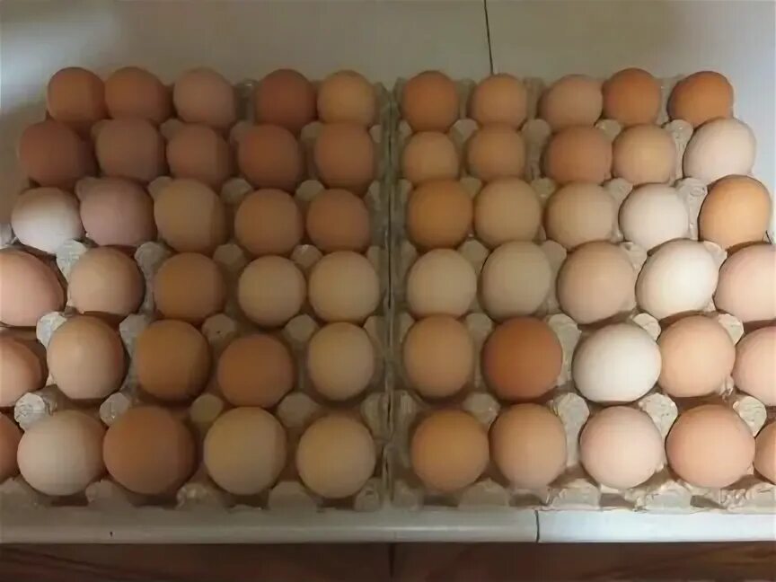 Фермер продает куриные и утиные