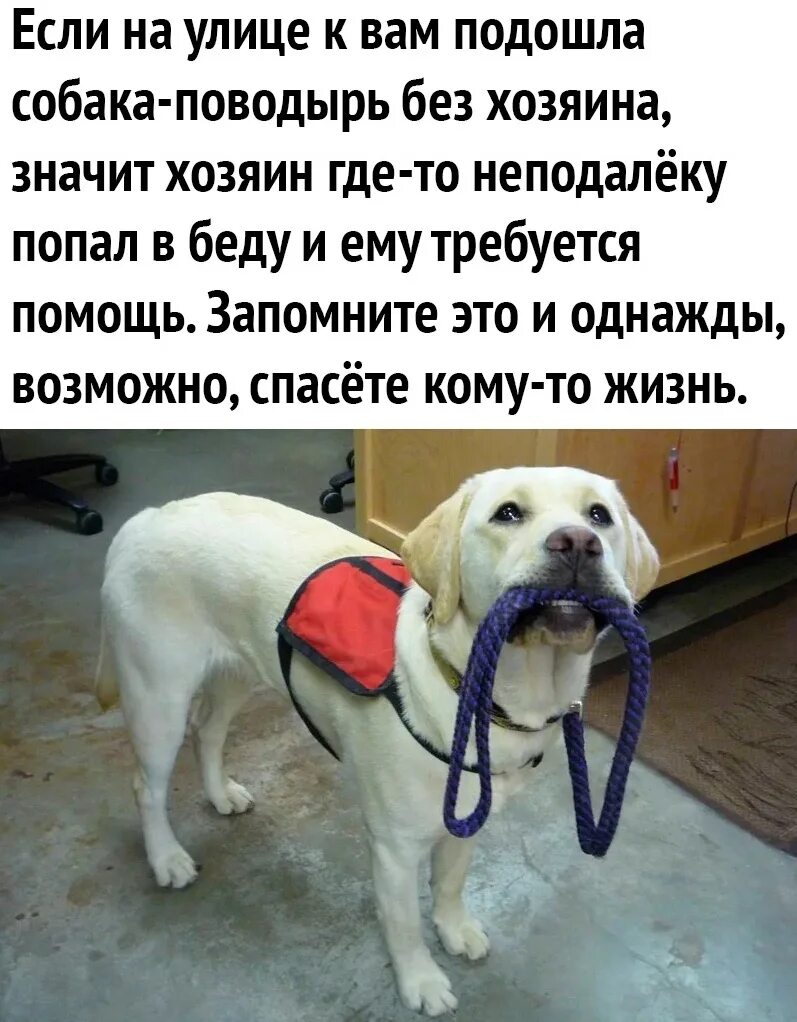 Собака приходит на помощь