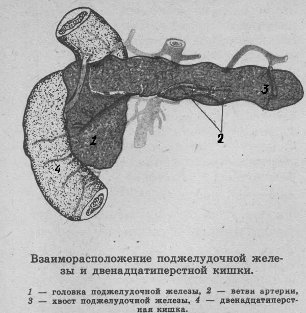 Панкреатит головка. Клиника поражения головки поджелудочной железы. Рентгенанатомия двенадцатиперстной кишки. Поджелудочная железа головка тело хвост. Головка поджелудочной железы и двенадцатиперстной кишки.