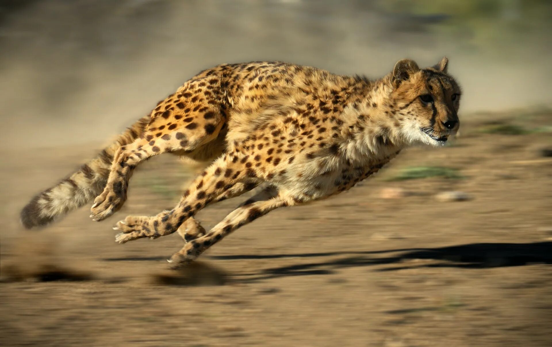 Гепард в беге. Леопард и гепард Ягуар скорость. Гепард скорость бега. Леопард бежит.