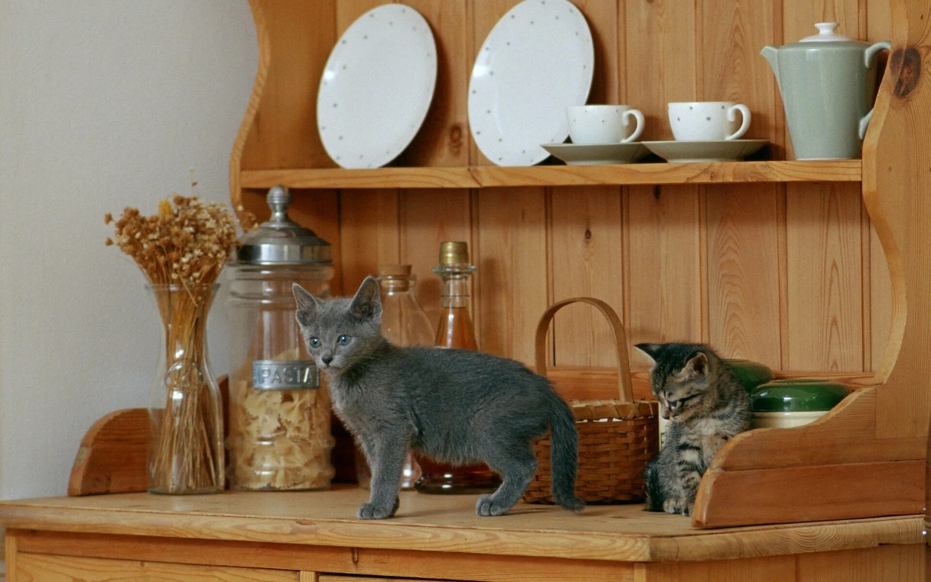 Cats kitchen. Кошка на кухне. Котенок на кухне. Котик на кухне. Кошка на столе на кухне.