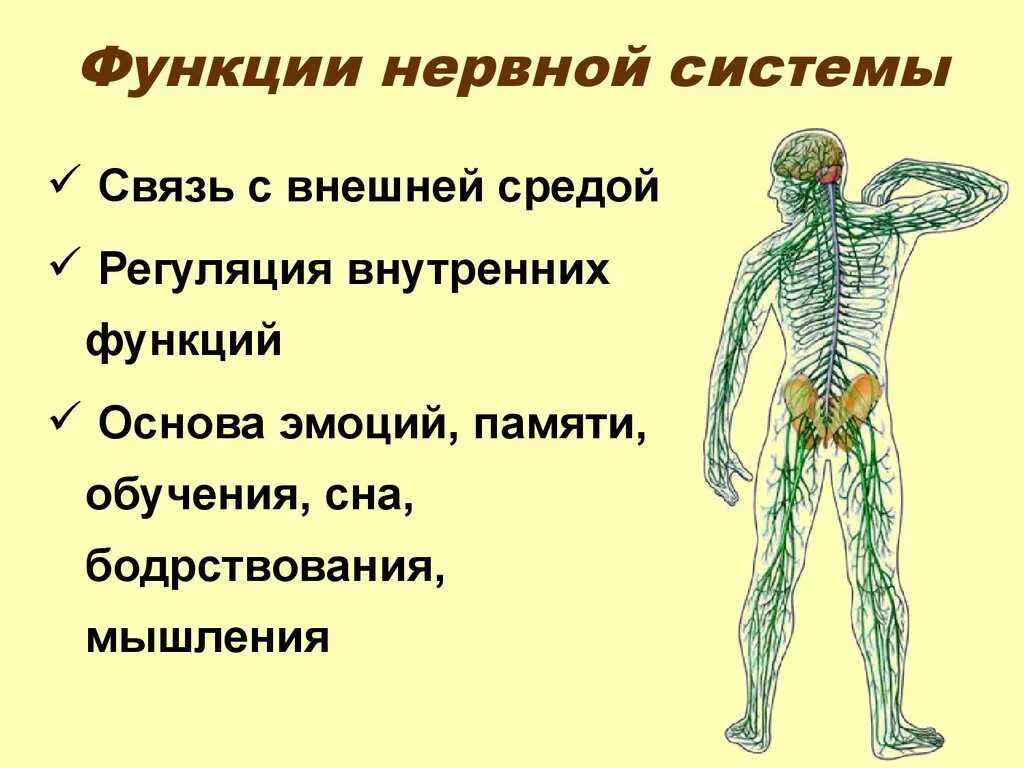 Нервная система человека строение и функции кратко. Функции которые выполняет нервная система в организме человека. Функции нервной системы человека 8 класс кратко. Нервная система и ее функции кратко.