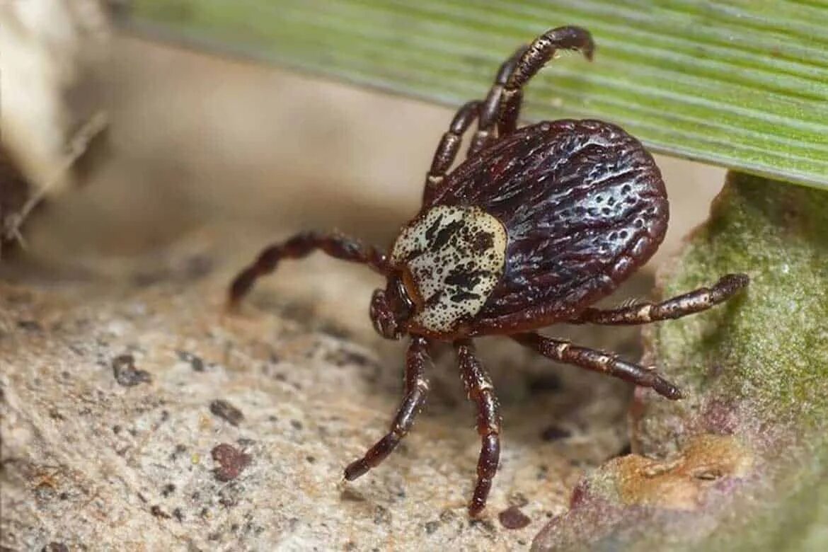 Dermacentor reticulatus Луговой клещ. Энцефалитный клещ Энцефалитный клещ. Иксодового (лесного) клеща. Клещ Лесной Энцефалитный. Как выглядит энцефалитный клещ фото