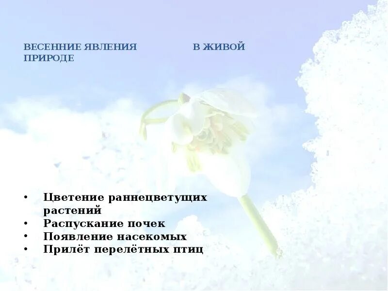 Весенние явления в неживой природе 2 класс. Весенние явления в живой и неживой природе. Весенние явления в неживой природе окружающий мир 2. Явления живой природы весной. Весенние явления в живой.