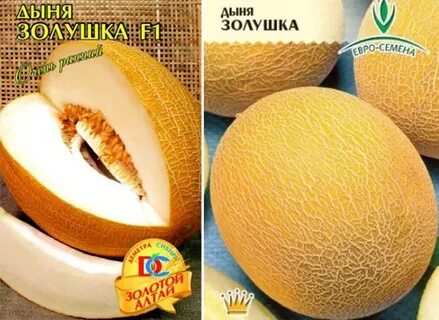 Дыни сорта фото описание