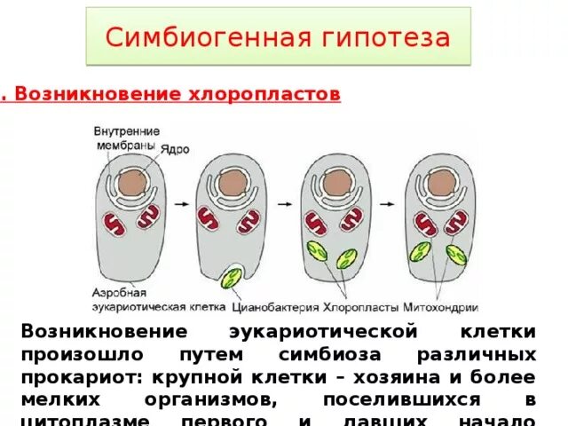 Теория симбиогенеза хлоропластов. Симбиогенная гипотеза. Гипотезы происхождения хлоропластов. Теория симбиотического происхождения эукариотической клетки. Появление эукариотических организмов