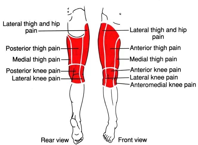 Thigh hip разница. Hip thigh. Hip часть тела. Thighs или Hips.