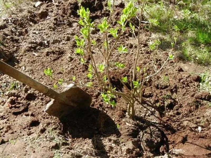 Лучшее место для посадки. Поросль сирени. Посадка саженца. Саженцы сирени. Посадка кустарников.