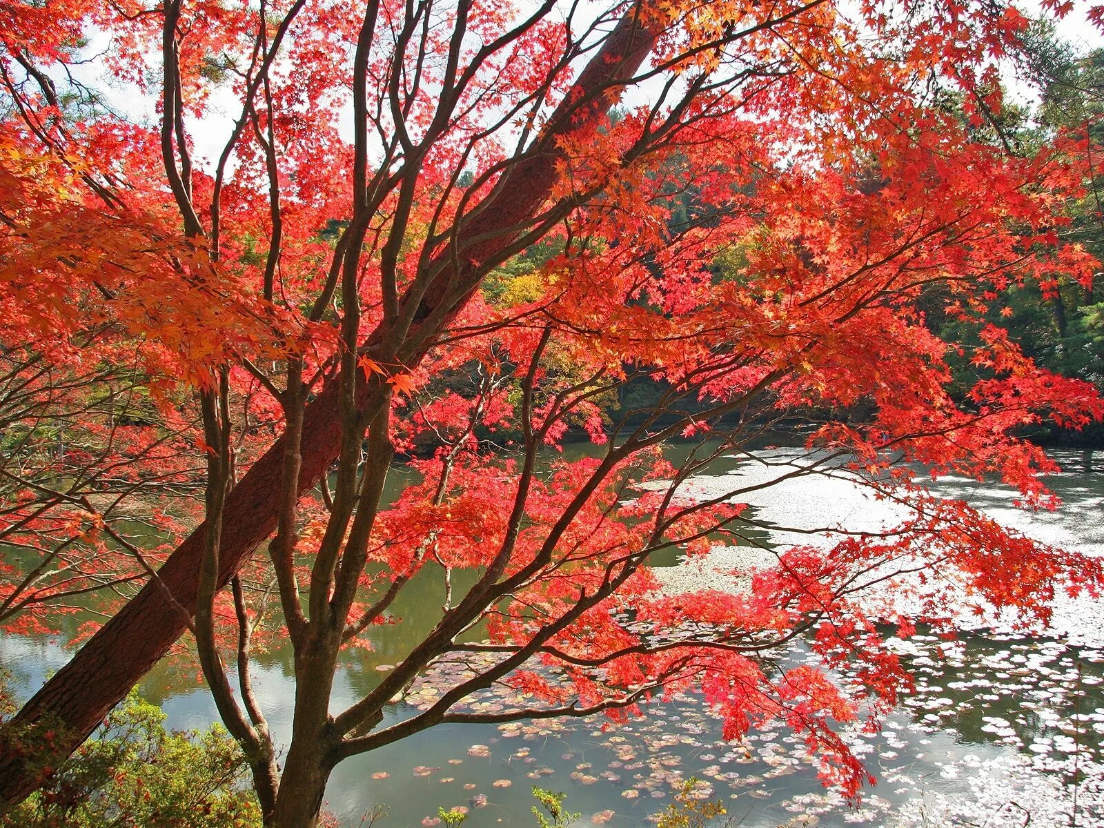 Багряной веткой. Дерево с красными листьями. Красные деревья осенью. Красная осень. Разноцветное дерево.