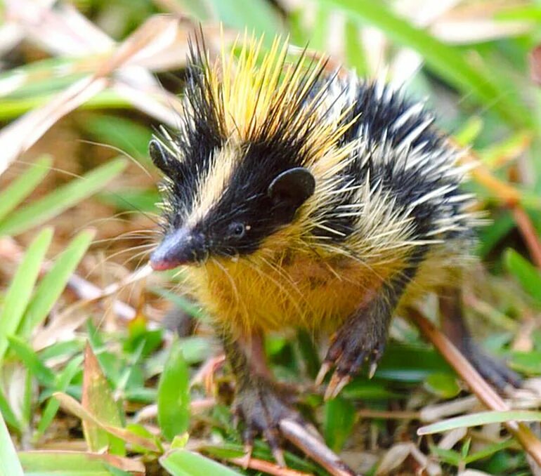 Ушастый ёж. Обыкновенный тенрек. Степной ушастый еж. Ежевых или ежовых. Еж зубы.