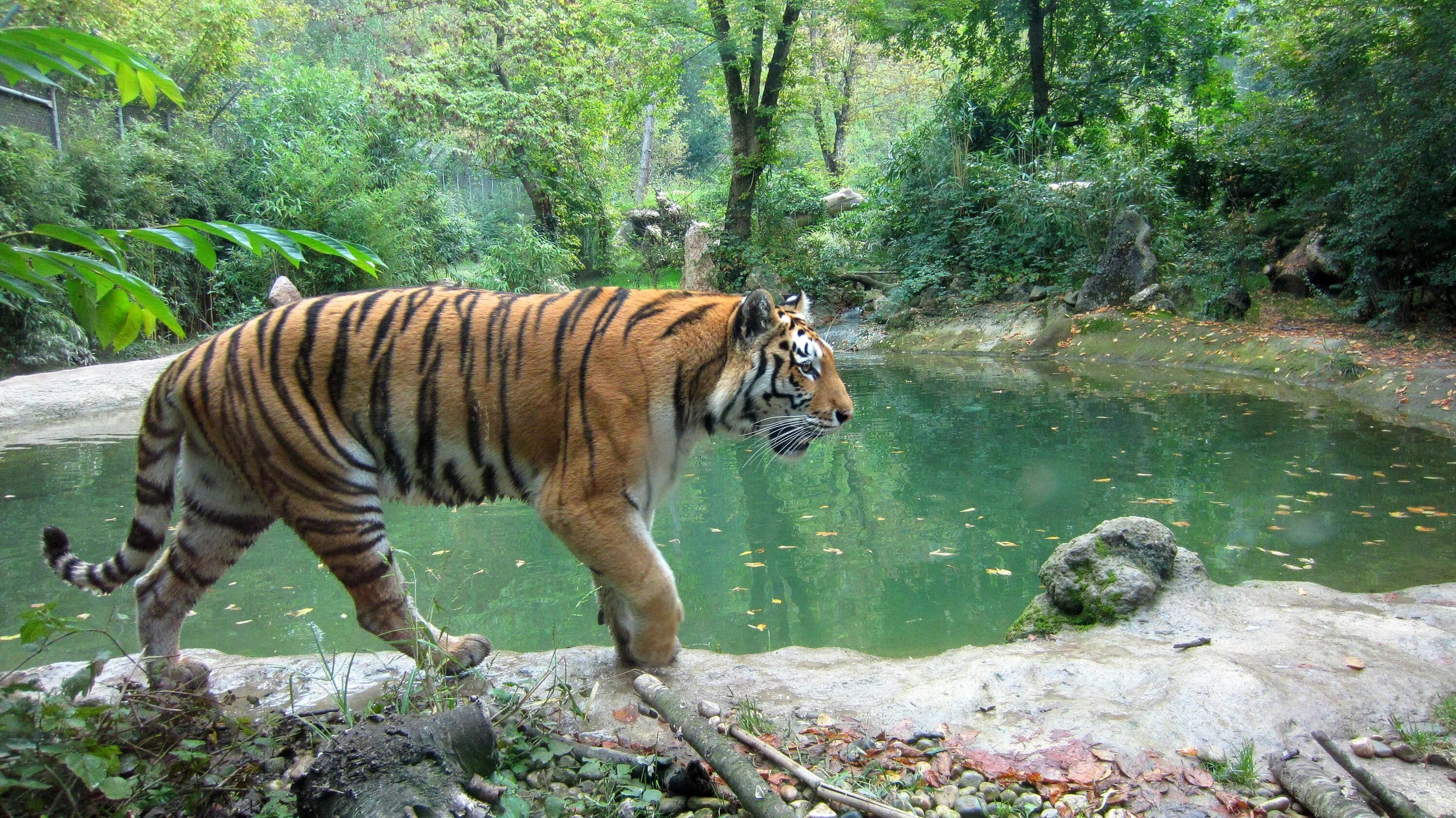 Тигр живут в зоопарке. Суматра тигр. Суматранский тигр в зоопарке. Тигр тропического леса Индии. Тигр в природе.