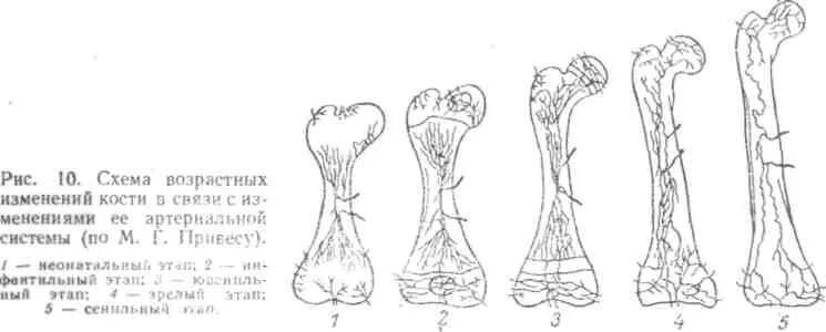 Основным признаком возрастных изменений костей. Рентгеноанатомия длинной трубчатой кости в возрастном аспекте. Источники кровоснабжения длинной трубчатой кости схема. Эпифиз диафиз метафиз кости. Кровоснабжение длинных трубчатых костей.