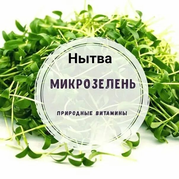 Какие витамины в микрозелени. Микрозелень. визитка микрозелень. микрозелень надпись. логотип микрозелени.