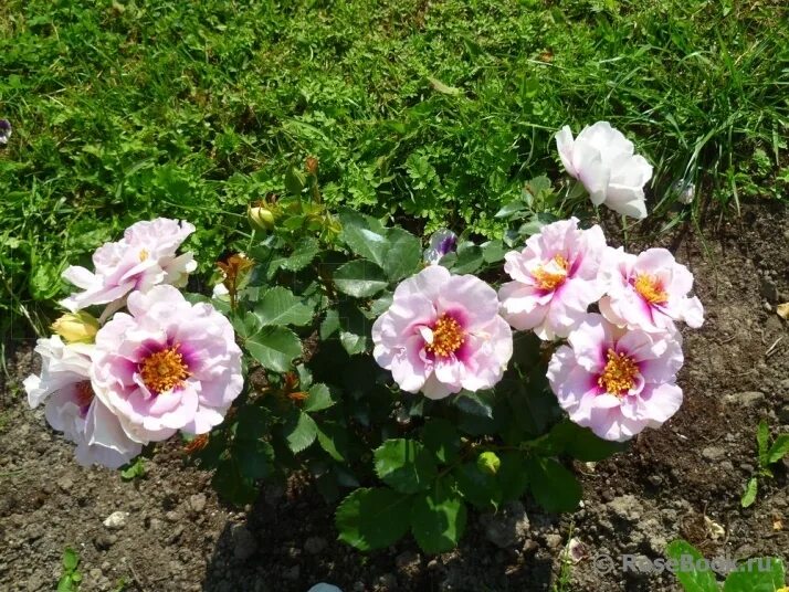 фо ю отзывы