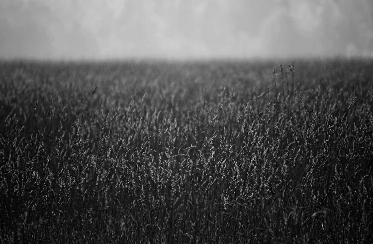 Black grass. Черная трава песня