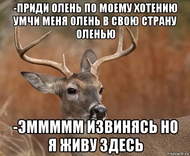 По моему хотению песня. Умчи меня олень. Неси олень. Умчи меня олень в свою страну. Неси меня олень.