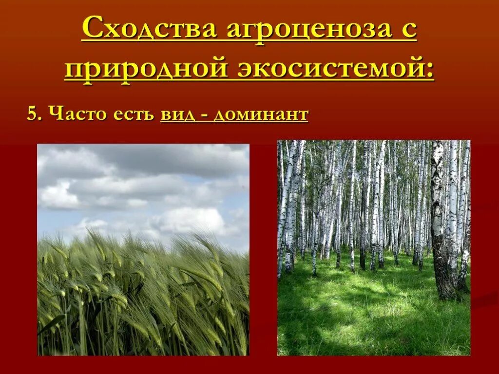 Сходства и различия экосистем и агроэкосистем. Искусственные экосистемы агроценозы. Природные экосистемы. Агроценозы искусственные биогеоценозы. Естественные (природные) экосистемы.