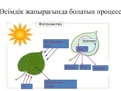 Роббимен жыныстық қатынас