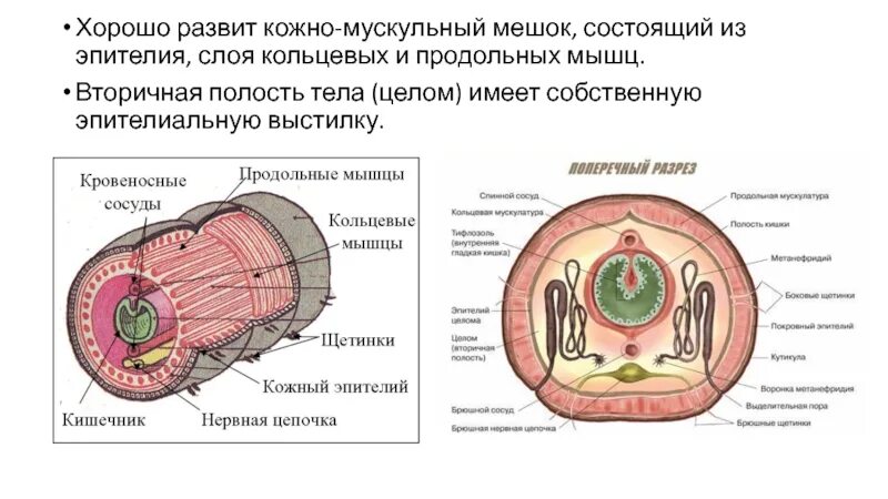 Кожно мускульный круглые черви. Кольчатые черви кожно-мускульный мешок. Кожно-мускульный мешок состоит из. Вторичная полость тела целом. Эпителий кожно мускульный мешок.