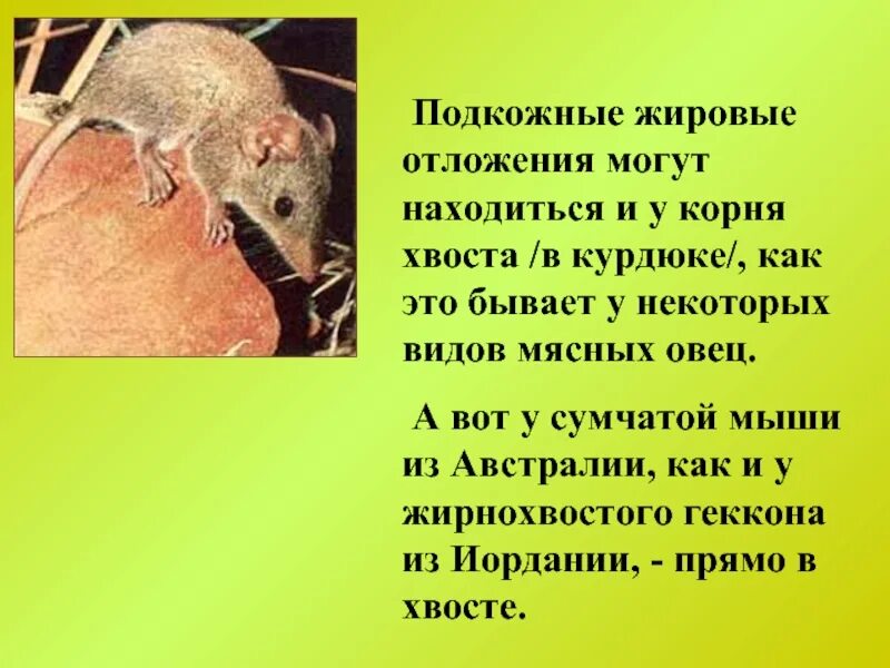 Какие животные запасают жир. Откладывание жира у животных. животные с жировыми отложениями. опоссумы запасают жир в хвосте. животные запасают жир картинки.