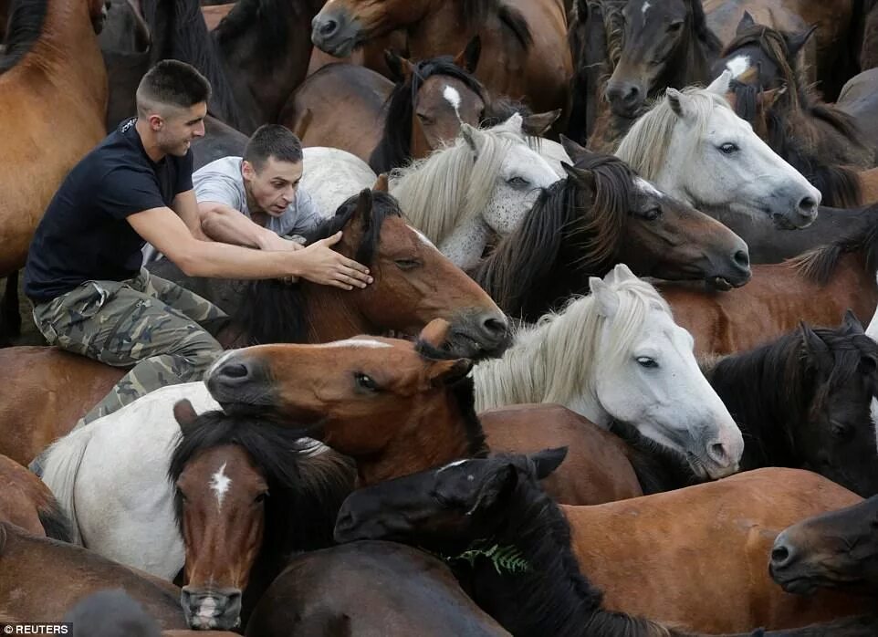 Объезжают диких лошадей. Люди кони кони люди. Табун лошадей и человек. Лошади красивые с людьми. Смешались кони люди фото.