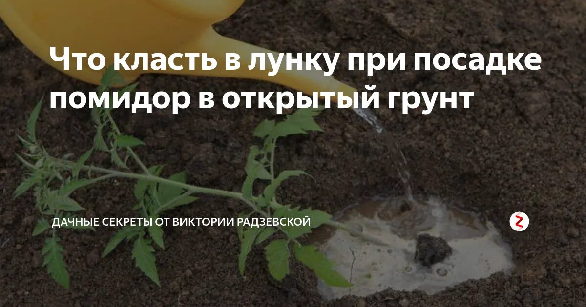 Удобрения при высадке. Что класть в лунку при посадке помидор. Высадка рассады томатов в лунку. Посадка томатов в лунку. Лунки для рассады помидор.